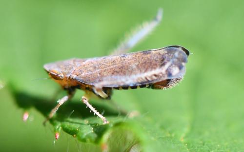 Fieberiella sp.